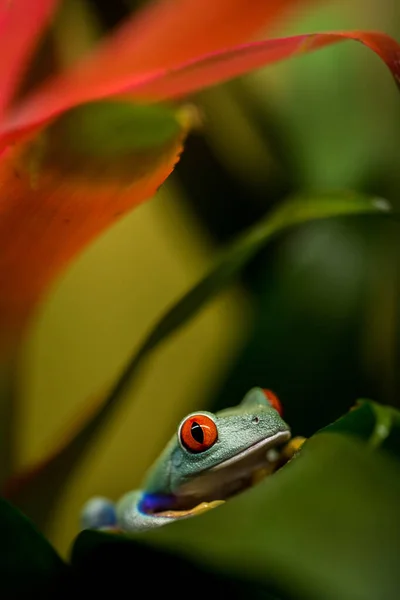 Agalychnis Callidryas Frog Nature Park — Stock Photo, Image