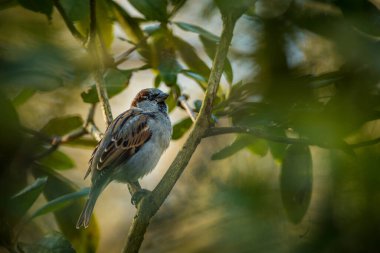 house sparrow in the bush in nature
