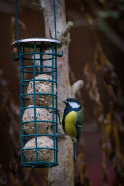 titmouses on a tallow ball