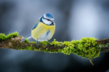 blue tit on a mossy branch