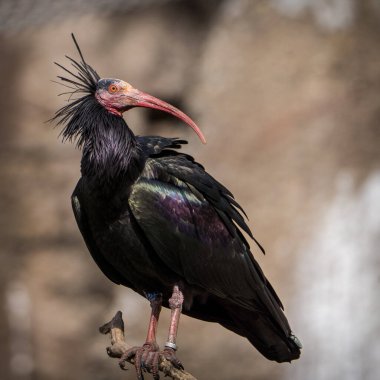 Rock ibis portrait in nature park