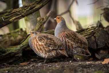 two quails bird in nature