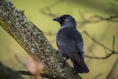 jackdaw on a tree in the park