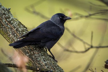 jackdaw on a tree in the park