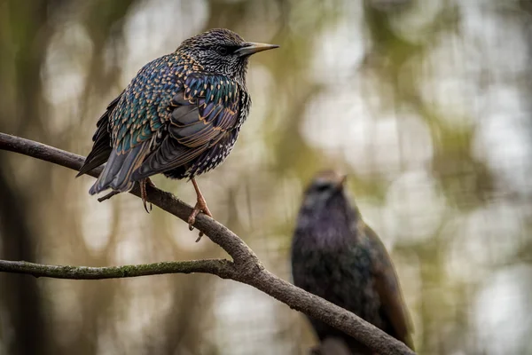 common starling bird on the banch in nature
