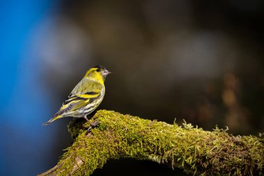 Eurasian siskin portrait from nature