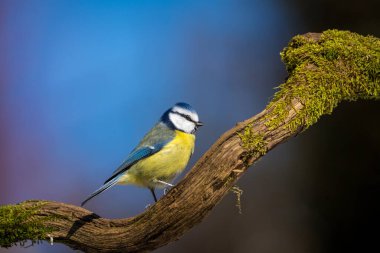 blue tit portrait from nature