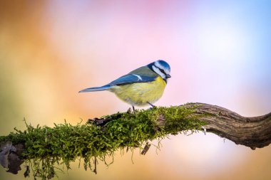 blue tit portrait from nature