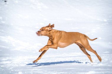 Macar Tazısı karda koşar