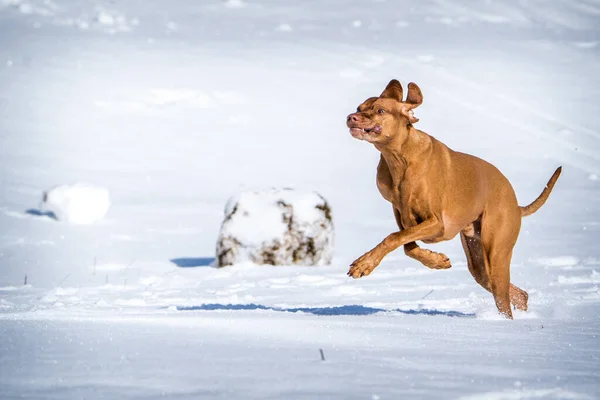 匈牙利猎犬在雪地里奔跑 — 图库照片