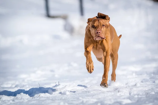 Segugio Ungherese Corre Nella Neve — Foto Stock