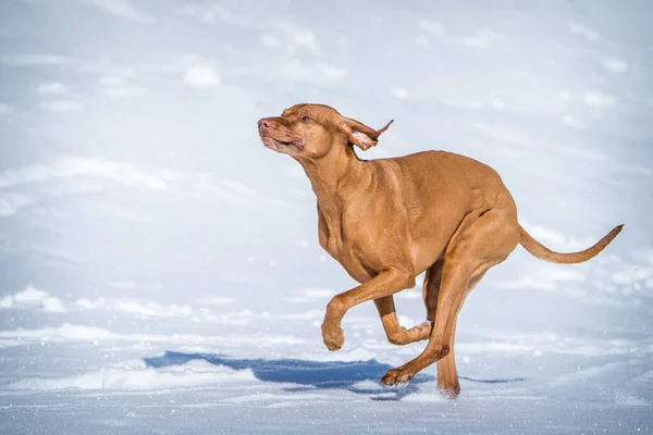 Ungerska Hunden Rinner Snön — Stockfoto