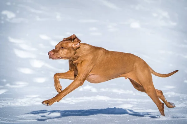 匈牙利猎犬在雪地里奔跑 — 图库照片