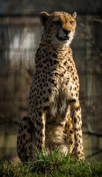 Çita Doğa Parkında Vahşi Bir Kedi — Stok fotoğraf