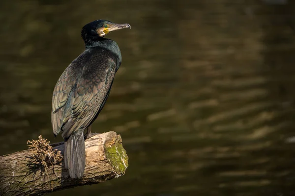 Oiseau Cormoran Dans Parc Naturel — Photo