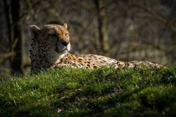 Cheeta Een Wilde Kat Het Natuurpark — Stockfoto