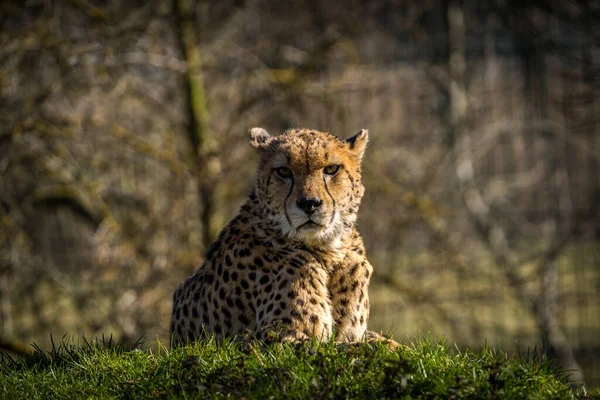 Гепард Дикий Кіт Природному Парку — стокове фото