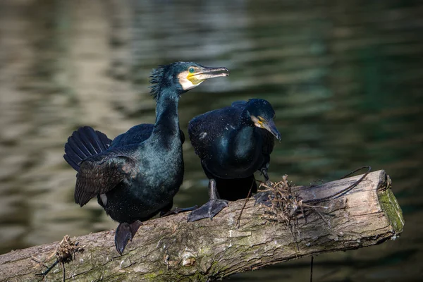 自然公園の鵜の鳥 — ストック写真