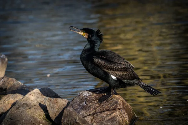 Oiseau Cormoran Dans Parc Naturel — Photo