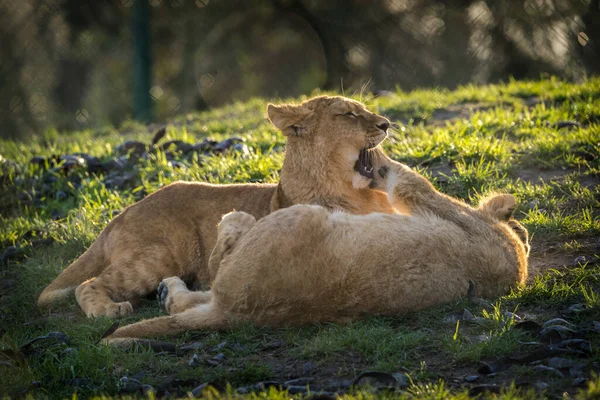 Lion Barbare Dans Parc Naturel — Photo