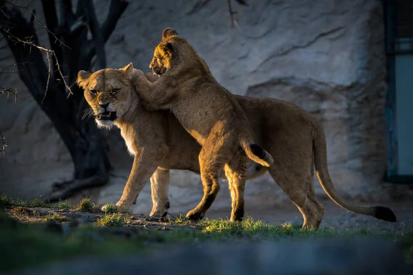 自然公园里的野蛮狮子 — 图库照片