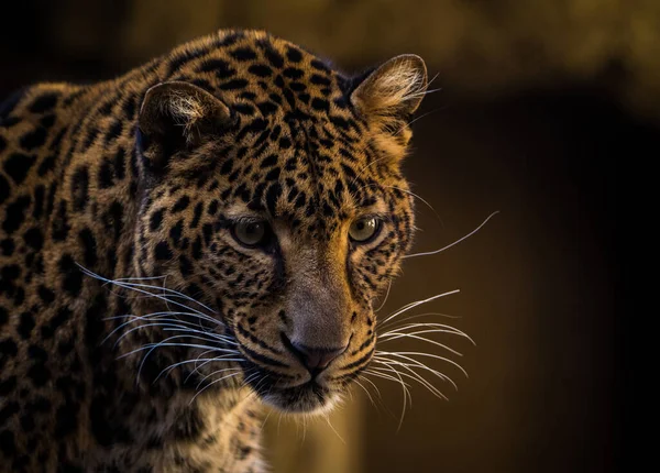 Retrato Leopardo Parque Natural — Foto de Stock