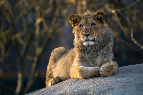 Leão Bárbaro Parque Natural — Fotografia de Stock