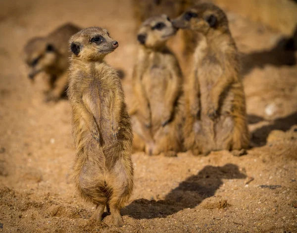 Retrato Meerkat Parque Natural — Fotografia de Stock