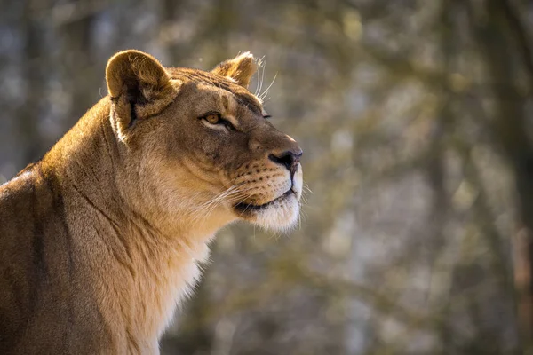 Leão Bárbaro Parque Natural — Fotografia de Stock