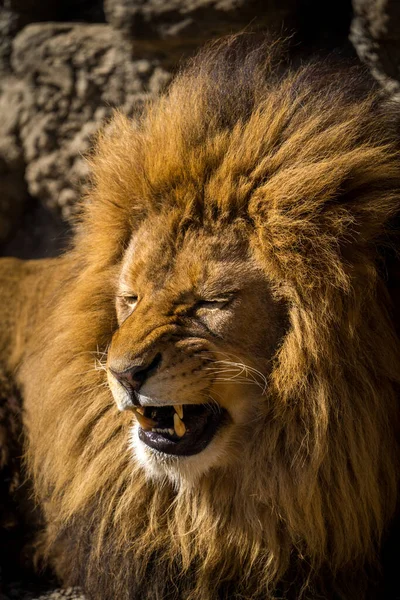 Barbary Lion Nature Park — Stock Photo, Image