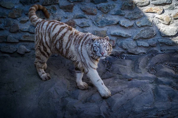 Young White Tiger Zoopark — Stock Photo, Image