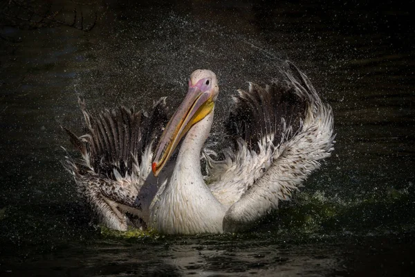 Білий Пелікановий Портрет Природному Парку — стокове фото