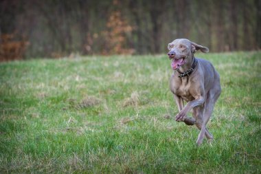 Weimaraner köpeği parkta iş başında