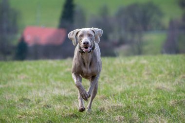 Weimaraner köpeği parkta iş başında