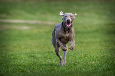 Weimaraner köpeği parkta iş başında