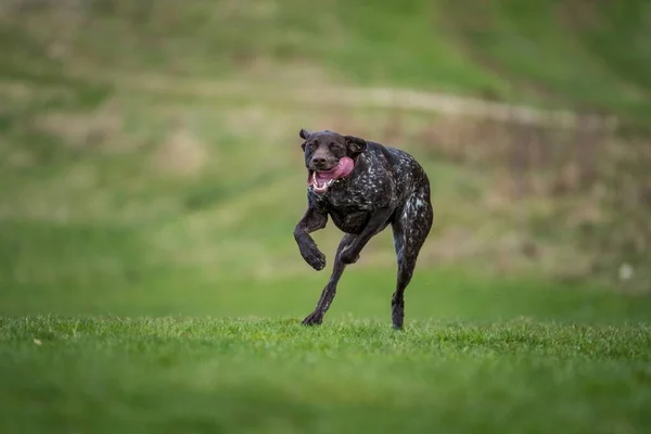 German Hound Dog Action — Stock Photo, Image