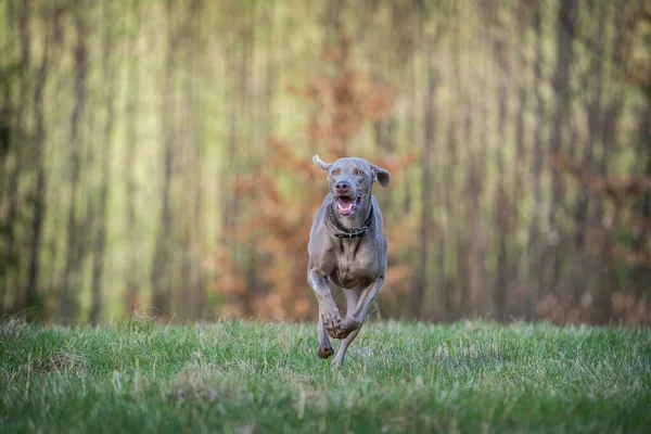 Веймаранерская Собака Действии Парке — стоковое фото