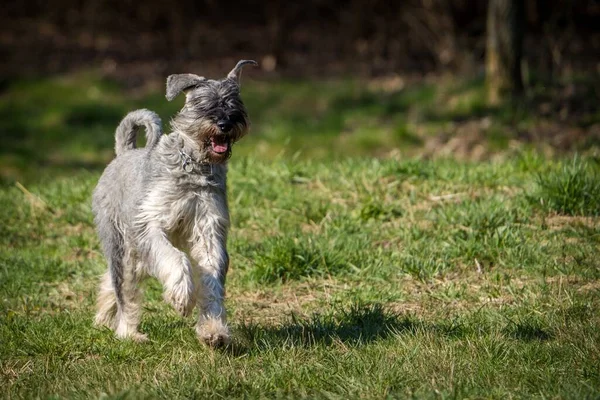 Schnauzer Câine Iarbă Acțiune — Fotografie, imagine de stoc