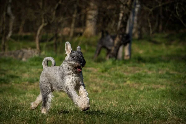 Schnauzer Câine Iarbă Acțiune — Fotografie, imagine de stoc
