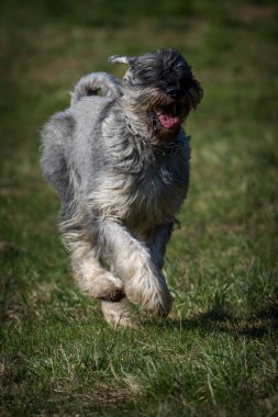 Schnauzer köpeği çimlerin üzerinde.