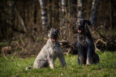 Çimlerin üzerinde iki Schnauzer köpeği