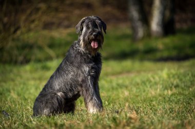 Çimlerin üzerinde schnauzer köpek 