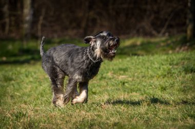 Schnauzer köpeği çimlerin üzerinde.
