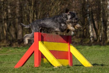 Schnauzer köpeği çimlerin üzerinde.