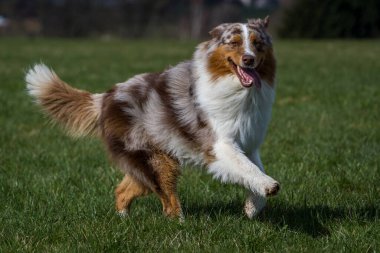 Avustralyalı köpek çimlerin üzerinde hareket ediyor