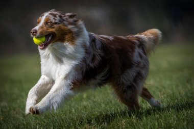 Avustralyalı köpek çimlerin üzerinde hareket ediyor