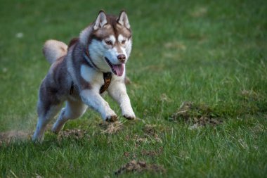 Sibirya köpeği çimlerde hareket halinde