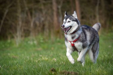 Sibirya köpeği çimlerde hareket halinde