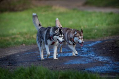 Sibirya köpeği çimlerde hareket halinde