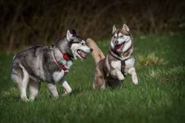 Sibirya köpeği çimlerde hareket halinde